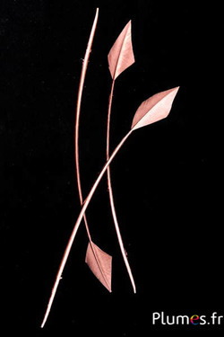 Cygne flèche - 20-30 cm - bronze
